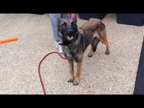 Pourquoi mon chien ne veut pas monter en voiture