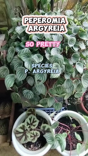 1.8K views · 34 reactions | Watermelon Peperomia "Argyreia" The...
