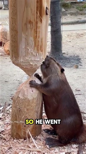 EMBARRASSED Beaver Fails in Front of an Audience