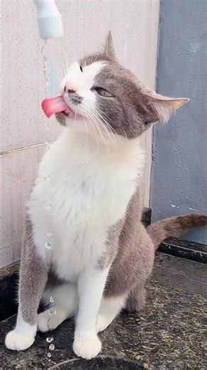 That PINK NOSE! 🌸 Morgana’s Close-up Water ASMR #shorts