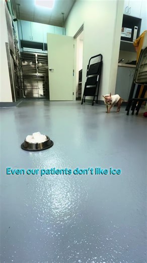 Emergency Veterinary Care at Port of Los Angeles