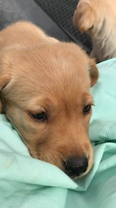 When you get told you're too little for the blue Guide Dogs jacket… could you help me get there? You can sponsor a puppy like me online and receive regular updates! | Sponsor a Puppy | Guide Dogs for the Blind Association