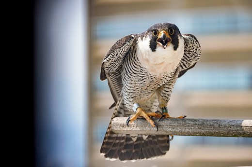 DEP Falcon Cam to feature live hatching in Harrisburg