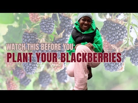 10 TIPS ON PLANTING BLACKBERRIES FOR BEGINNERS