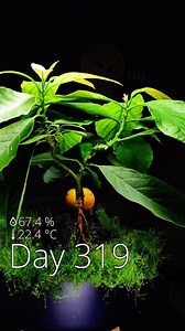 365 days of growing an avocado bonsai from seed in #timelapse! This was by far my fav project so far - and also the longest! Let me know what you think! #avocado #bonsai | Interesting as FCK
