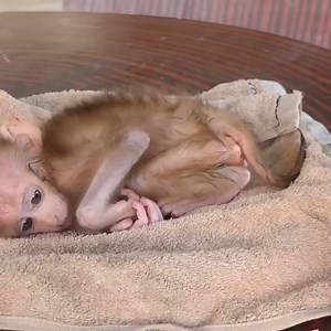 Feeding monkey, Look, how he feeding him?? | Monkey daily