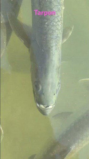Tarpon at the dock