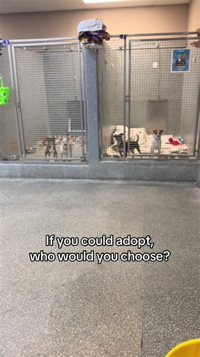Which Valley Animal shelter dog should you adopt? Rita, Journey, Fiji, Coconut or Ace