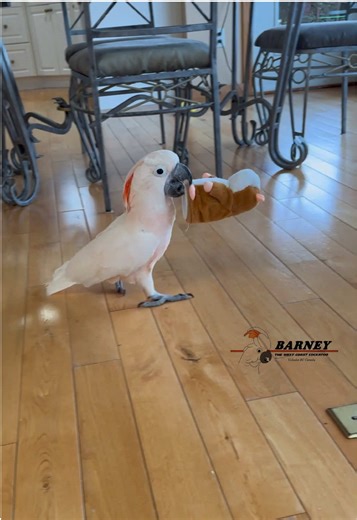 Cute Hamster Clips That Will Make You Smile