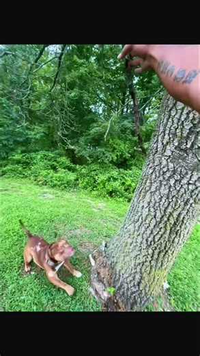 bullytherawway (@bullytherawway)’s videos with Gonna Fly Now - From