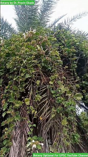 Ipomoea alba - Convolvulaceae Family - Star Mark inside Flower #ipomoea #convolvulaceae #starshape