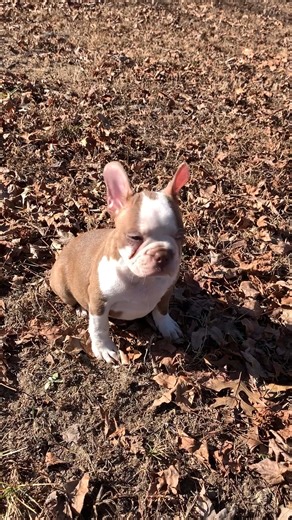 Boston Terrier puppy for sale