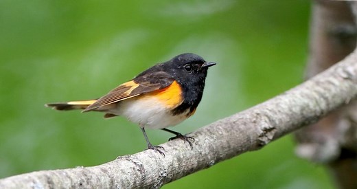 American Redstart Photos and Videos for, All About Birds, Cornell Lab of Ornithology