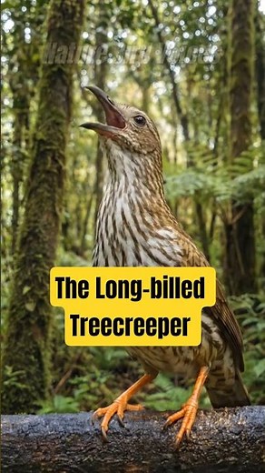 The Long-billed Treecreeper #birds #birdsong #birdsounds
