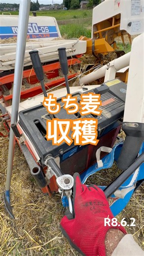 ダイシモチの収穫#もち麦#ひので農園