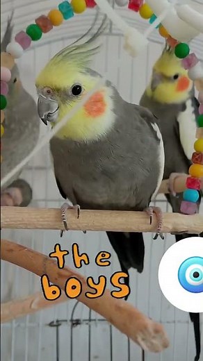 Beautiful Cockatiel Singing Voice | صدای عروس هلندی