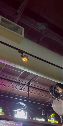 Two 52” Craftmade CXL ceiling fans running on medium