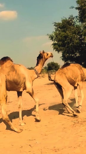 32K views · 81 reactions | #camel #camels #camelpose #camelot #camellia #camelback #camelcoat #camelbak #camelia #CamelRide #camelbackmountain #cameleon #cameltoes #CamelToe #camelfair #camello #camelCaseHashtags #camelrides | Erong Reels | Facebook