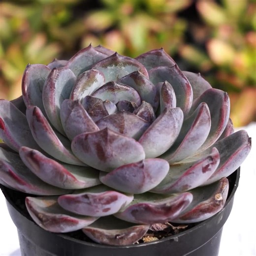 Rare Succulent, Echeveria Dark Opal, Live Plants - Etsy
