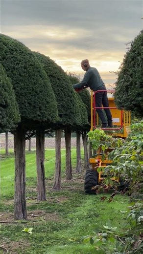 Trimming these Taxus baccata domes on stems today! ✂️🌿