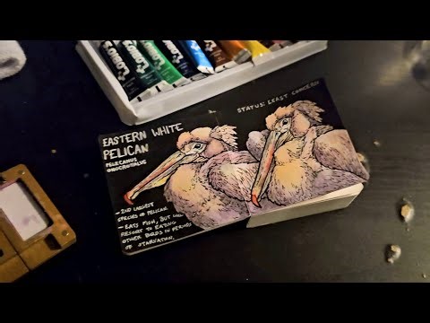 Painting Pelicans: Zoo Sketchbook ep.1
