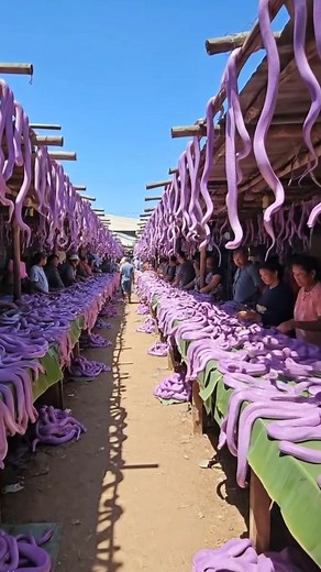 Very exotic violet python #snake #phyton #reptile #market #viralreels #USA #fyp | happy hour | Facebook