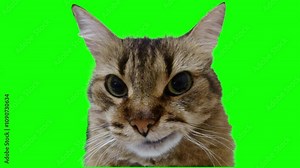 Cat funny reaction green screen background, cat meme template green screen background