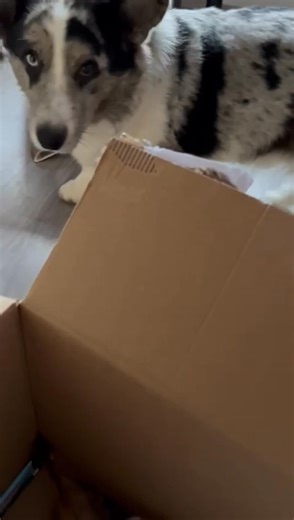 Tohle nás zahřálo u srdce! ❤️ Když vidíme, jak moc chutná pejskům z našich balíčků. Děkujeme paní majitelce Chucka, za to, že se s námi podělila o moment čisté psí radosti! ✨ 📣 DŮLEŽITÉ: I když sídlíme v Opavě, posíláme radost a mlsání po celé České republice! Dopřejte i vy svému pejskovi takovou radost. Objednávejte snadno z domova a my vám balíček zašleme. 🚚💨 http://www.barf-opava.cz/26/pamlsky-pro-psy.html A co Váš pejsek už také ochutnal? Máte své oblíbené pochoutky? Dejte nám vědět, co c