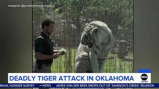 798K views · 11K reactions | DEADLY TIGER ATTACK: The family of an Oklahoma tiger handler is in mourning after he was fatally mauled over the weekend at his tiger preserve. ABC’s Perry Russom has details. | World News Now | Facebook