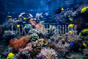 LAX AQUARIUM LIVE SALE RULES AND INFO