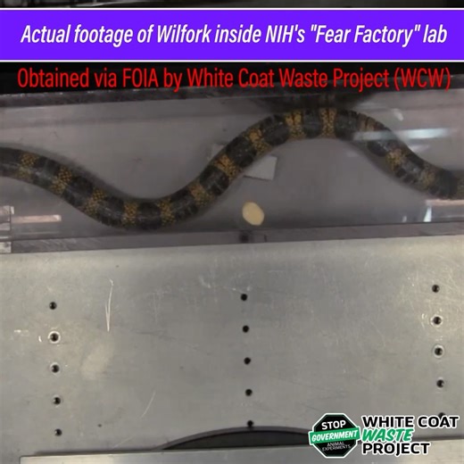 17K views · 749 reactions |  Daily Mail reports: "The monkey testing, which was first unveiled by the White Coat Waste Project in 2019, has cost taxpayers 'nearly $100 million just since 2007.'” White Coat Waste sued NIH — and uncovered these secret videos. Watch: this lab scares monkeys like Wilfork with snakes & spiders — inside NIH headquarters. You pay the bill. #throwbackthursday | White Coat Waste | Facebook