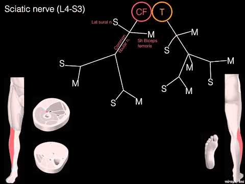 Sciatic nerve schematic