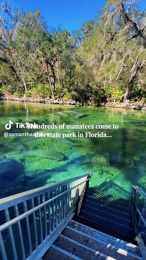 Witness Hundreds of Manatees at Blue Spring State Park
