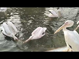 Ducks in Zoo #animalsplanet4k #ducks #zoo #zoolife #animalsplanet4k #epicwildlife #animalplanet2k