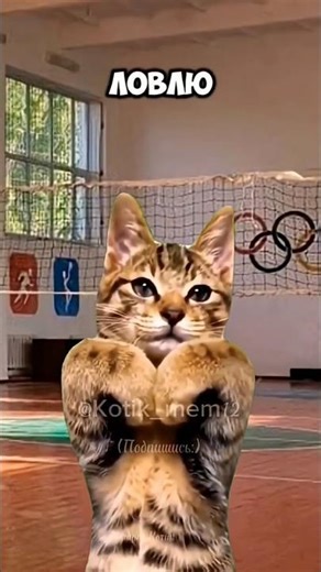 Котики и волейбол 🏐 Урок физры #Kotik_mem Звук @IamParallax #рек #хочуврек #волейбол котик
