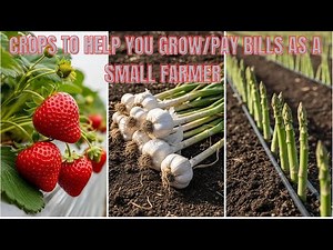 Profitable Vegetables Farming That Will Help Small/Beginner Farmers