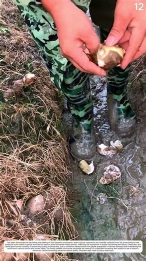 Pulling Garlic: How Skilled Hands Transform Soil into Fresh Harvests