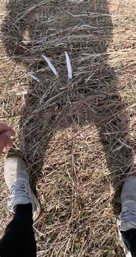 who else is still picking up sheds?? #fyp #hunting #midwestfreakstv #shedhunting #iowa