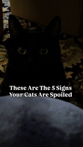 Do you have a spoiled cat? ❤️ We love spoiling our cats. There’s no better feeling than making their world as comfy & happy as possible. ❤️ #catfacts #cats #spoiledcat #catsofinstagram #catinformation #pets101 #petfacts #catscatscats #catbehavior #catmom #kittycat #catpeople #felinefriends #meow #catdad | The Cat Crew