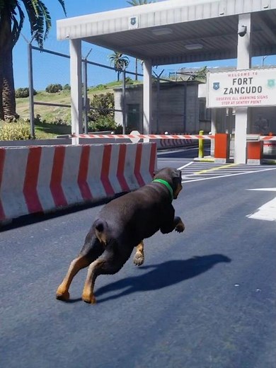 What Happens If Chop Enters the Military Base in GTA5 ? 🐶😱