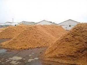 Best Sawdust Compost For Banana/ Plantain Suckers Nursery