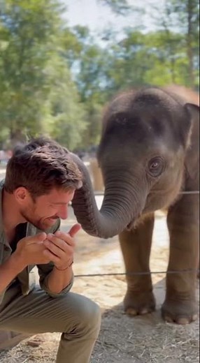 Baby Elephant Comforts Sad Keeper