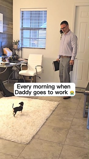 5.4M views · 187K reactions | Heart strings pulled.  But don't worry, watch until the end. #chihuahuas #chihuahua #chihuahualife #cutepuppycheck #sad #sadstory #sadsong #worklife #daddy #dogdad | The Chi Society | Facebook
