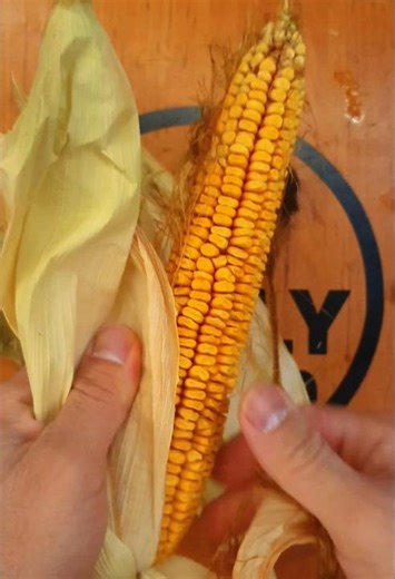 Unbelievably Satisfying Corn Peeling 🌽 | Crunchy ASMR in Reverse 🔄