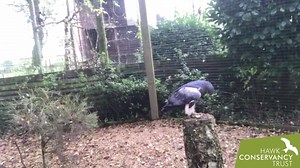 53K views · 3K reactions | We'd like to introduce you to Azura, our Black-chested Buzzard-Eagle. Isn't she a beauty? | Hawk Conservancy Trust | Facebook