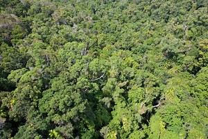 Looking below the canopy at forests and climate change