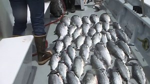 California Increases Salmon Spawning to Make Up for Drought