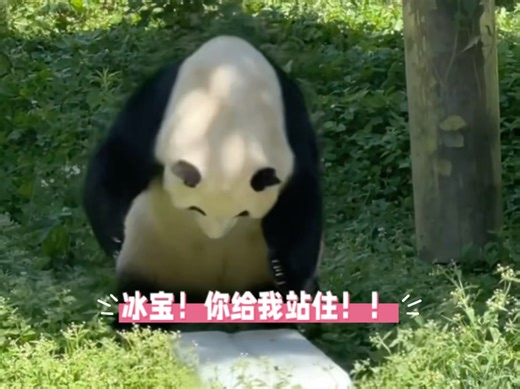 8.8 福宝意外解锁了草地滑冰的技能，因为抓不住呲溜下滑的冰块而生了胖气，最后回到内舍还在舞狮！