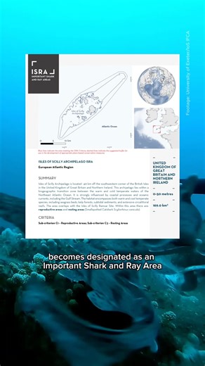 A Bit Sharky on Instagram: "🦈 Big news for sharks in the UK! The Isles of Scilly has officially been designated an ISRA, Important Shark and Ray Area 🌊 This recognition highlights the Isles of Scilly as a vital habitat for sharks and rays, helping protect key feeding, breeding, and migratory zones. From basking sharks to blue sharks, these waters play a crucial role in the survival of some of the UK’s most misunderstood marine species. The ISRA programme, led by the IUCN SSC Shark Specialist G