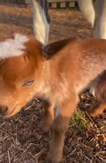 As with all goats, Nigerian Dwarf goats do not require much in the way of care. They can thrive with simple housing, fresh water, and a balanced goat feed. Providing them with plenty of room to graze on good grass and brush also makes for a better herd. #goattok #farmtok #nigeriandwarfgoatsoftiktok #minigoat #babygoatsoftiktok
